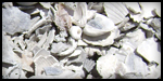Medium Washed Shell
